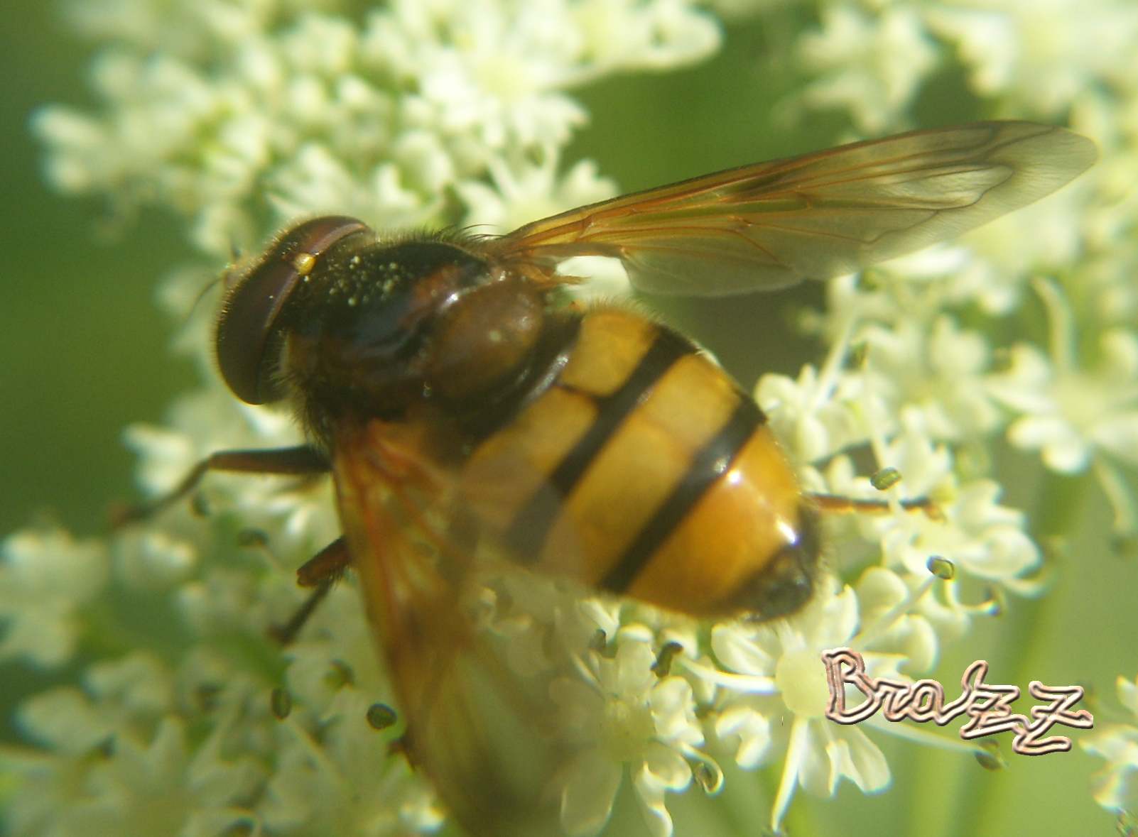 Volucella inanis